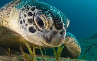 Картинка Черепаха кушает водоросли