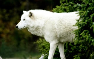 Картинка Белый волк вышел из-за ели