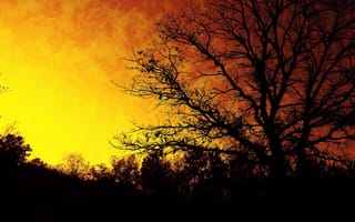 Картинка Силуэт осеннего дерева на фоне оранжевого неба