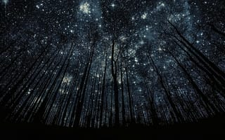 Картинка Деревья без листьев на фоне звезд