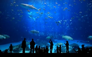 Картинка Посетители в океанариуме