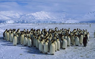 Обои Толпа пингвинов в Антарктиде