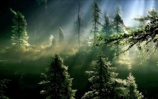 Картинка Лучи солнца в туманном еловом лесу