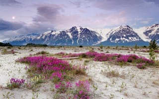 Картинка Сиреневые цветы на песке в горах