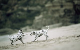 Картинка Два игривых щенка далматинца