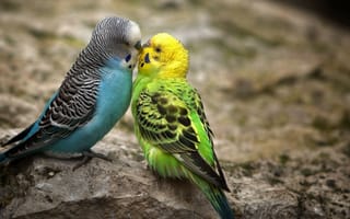 Картинка Голубой и зеленый попугаи