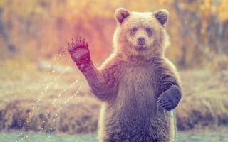 Картинка Медведь машет лапой стоя в воде