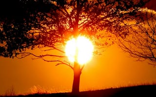 Картинка Солнце прячется за стволом дерева