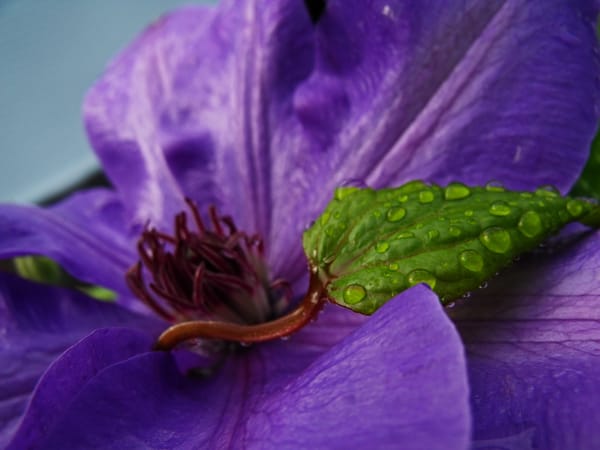 Обои Purple and Green, цветок, лист, капли