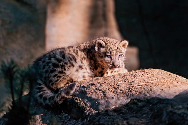 Обои снежный барс, snow leopard, котёнок, мордочка, ирбис