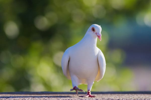 Обои beauties, white dove, белый голубь, street, улица, красавиц