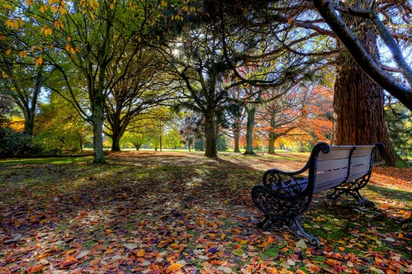 Обои Pollard Park, New Zealand, осень, Бленхейм, деревья, Новая Зеландия, скамейка, Blenheim, листья, парк