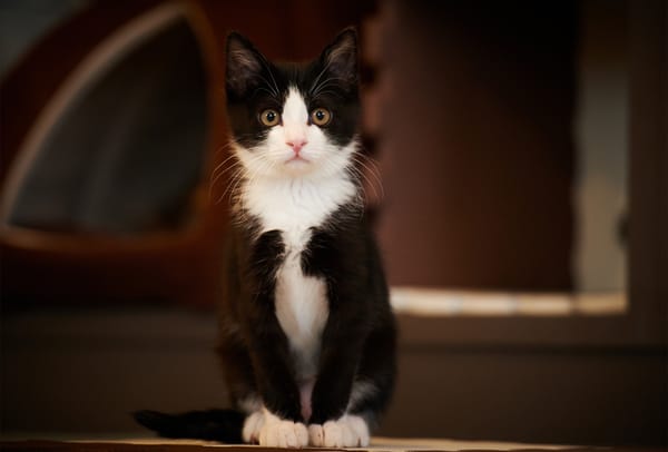 Обои кот, черно-белый, кошка, сидя