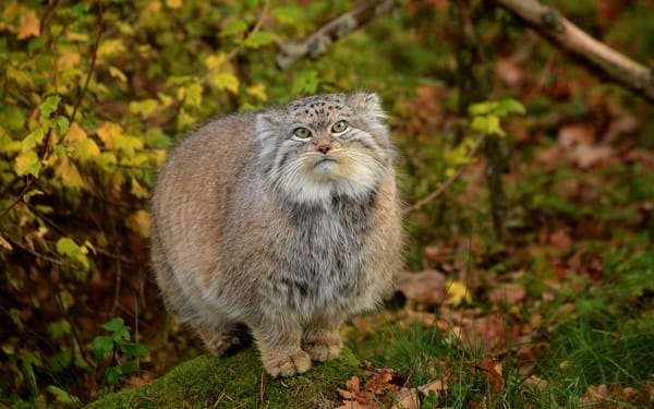 Обои манул, кошка, хищник, взгляд
