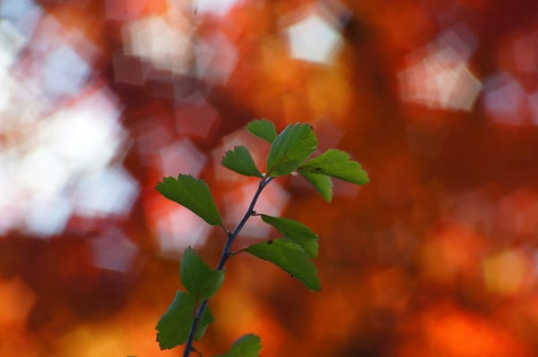 листья осень ветви бесплатно
