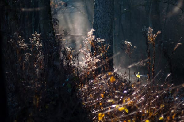 Обои природа, Mystic Forest, лес