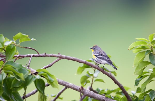 Обои птица, листва, ветка, Yellow-rumped Warbler (Dendroica coronata)