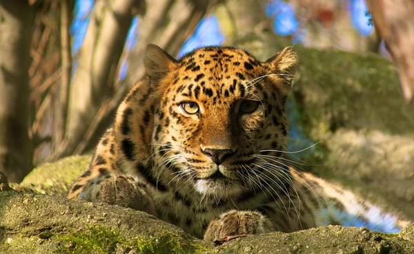 Обои леопард, отдых, взгляд, amur leopard, морда, хищник