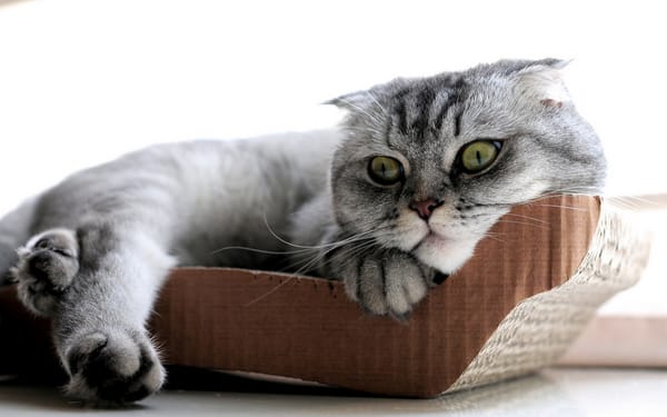 Обои Скоттиш-фолд, кошка, Шотландская вислоухая