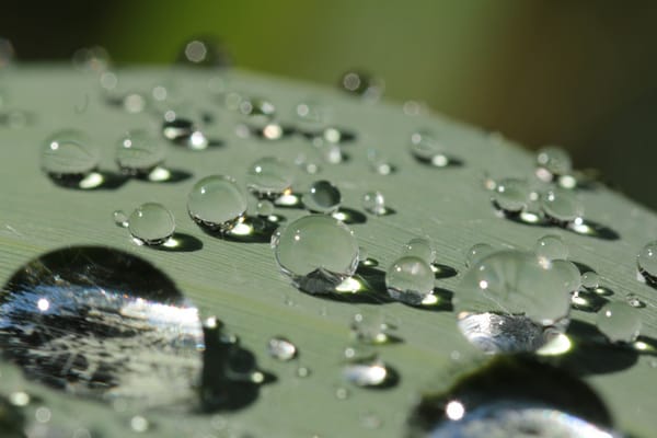 Обои после дождя, macro, вода, капли
