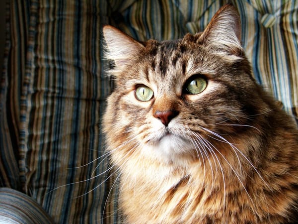 Обои Кот, норвежская лесная кошка, кошка