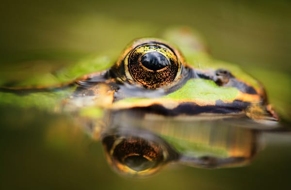 Обои глаза, вода, лягушка