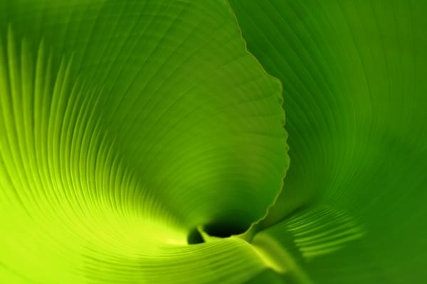 Обои пальмовый лист, leaf, лист, скрученный лист, banana leaf, лист банана, зеленый лист, тропики