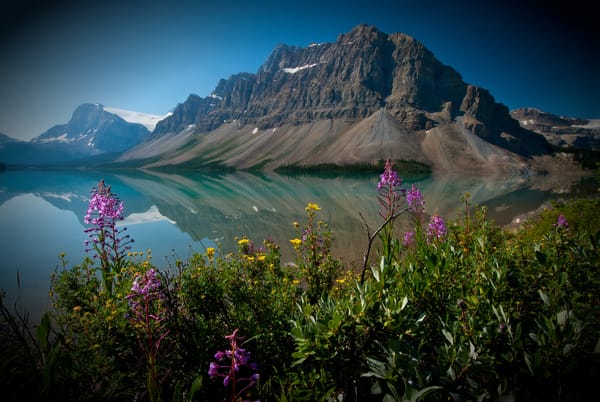 Обои Bow Lake, цветы, Alberta, Канадские Скалистые горы, Crowfoot Mountain, озеро Боу, Банф, Banff National Park, Canada, Альберта, Канада