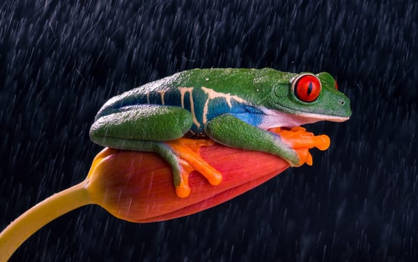 Обои счастье, orange, тюльпан, красные глаза, цветок, colourfull, rain, лапки, разноцветная, tulip, оранжевые, зеленая, flower, древесная, frog, дождь, лягушка, red eyes