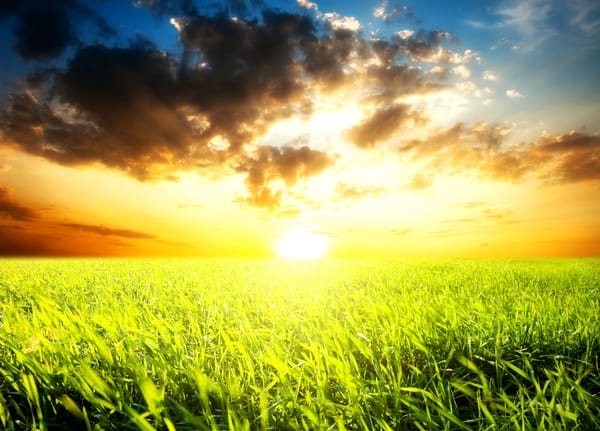 Обои Field of grass and sunset, яркое, солнце, небо, облака, поле, густая, ослепительное, трава, горизонт