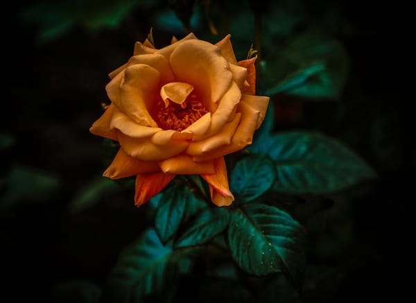 Обои макро, боке, Orange Rose