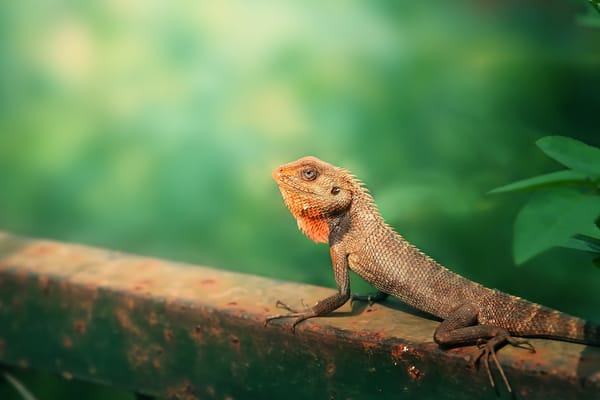 Обои animal, Nature, Garden Lizard