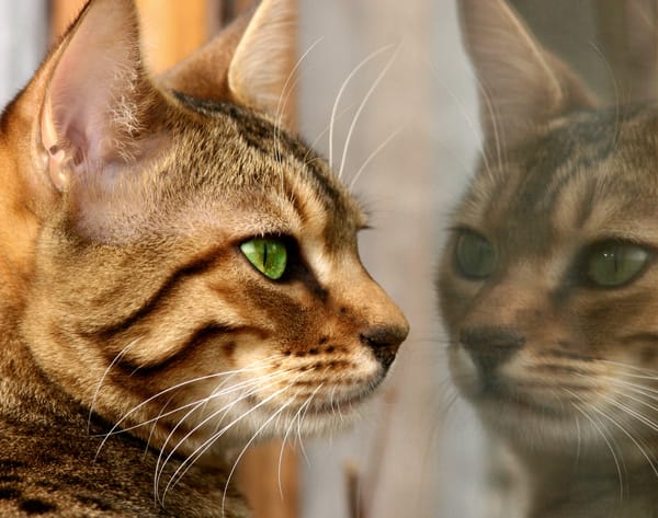 Обои feline, fur, reflection