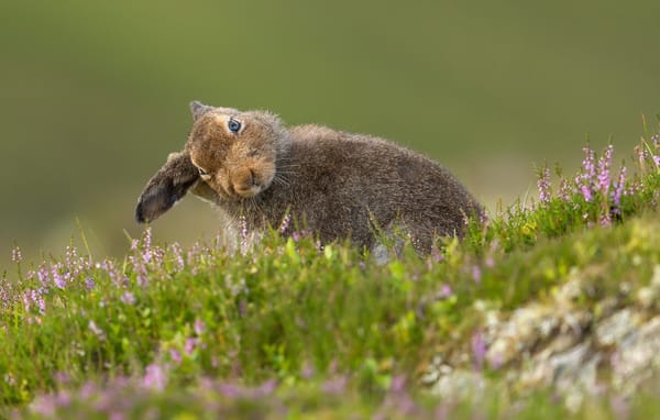 Обои природа, лето, Mountain Hare