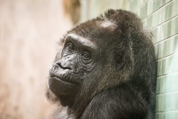 Обои primate, Gorilla, Calgary Zoo