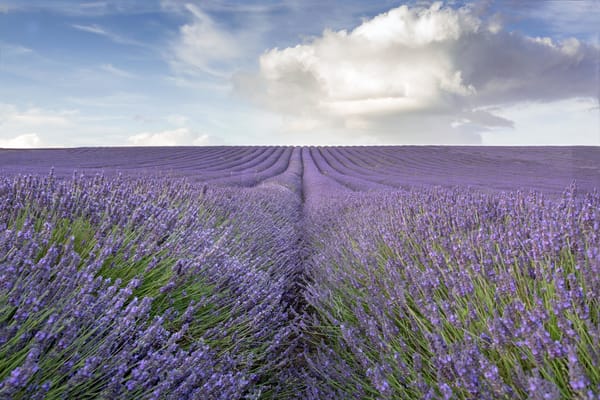 Обои lavender, lavender field, field, countryside, farm