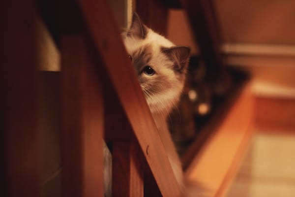 Обои кошка, взгляд, размытость
