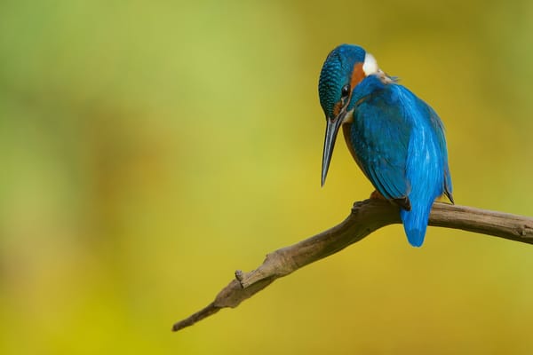 Обои птица, ветка, kingfisher, зимородок
