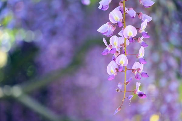фиолетовые цветы природа крупный план скачать
