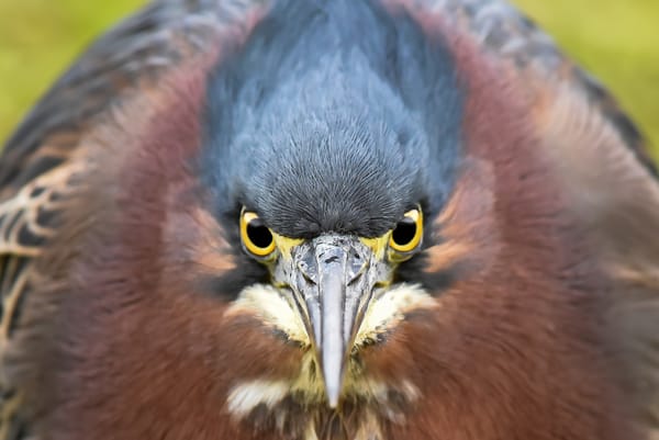 Обои птица, Green Heron, макро
