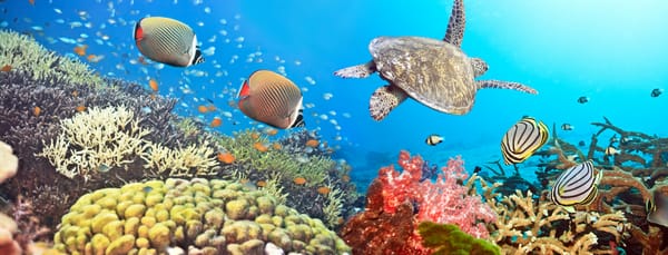 Обои Underwater, коралловые рифы, панорама, panorama, coral reef, черепахи, Подводная съемка, turtle, fishes, морских, рыб, sea