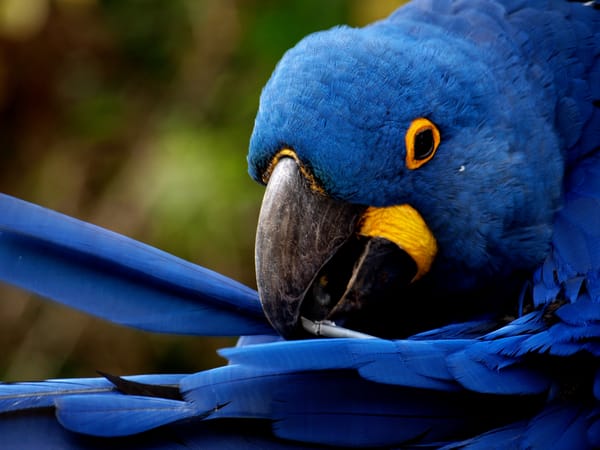 Обои blue feathers, чистит, перья, попугай