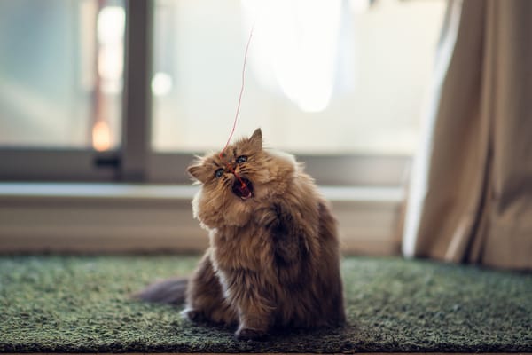 Обои Daisy, Benjamin Torode, игра, нитка, Ben Torode, кошка, дом