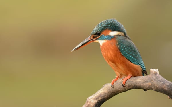 Обои птица, Kingfisher, ветка