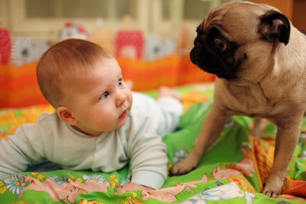Обои scared baby, дети, смешно, children, собака, humor, kid, испуганный ребенок, юмор, funny, dog, ребенок