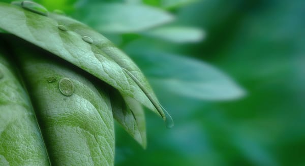 Обои листья, Leaves and Water, капли