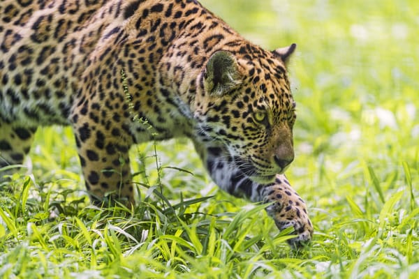 Обои ягуар, ©Tambako The Jaguar, кошка, трава