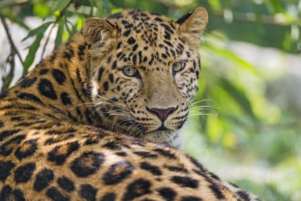 Обои леопард, амурский, кошка, ©Tambako The Jaguar