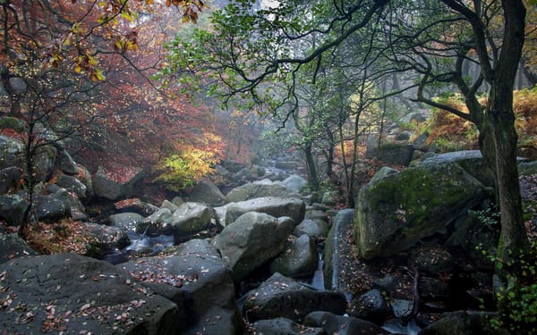 Обои осень, Великобритания, деревья, лес, мох, камни, Padley Gorge, ручей, листья