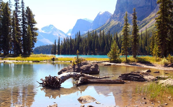 Обои лес, Maligne Lake, горы, Jasper National Park, Canada, коряги, озеро, деревья, скалы, Alberta, камни